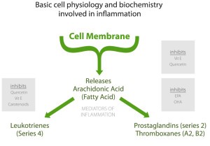 inflammation pathway